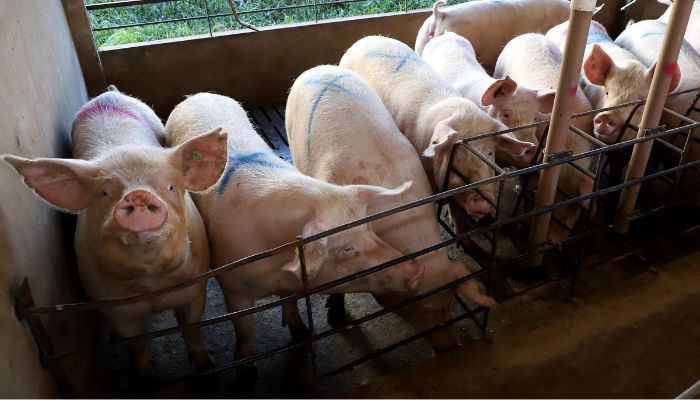Foto: Ari Dias/AEN Em seis anos, Paraná eleva produção de suínos em 34% e de frangos em 24,4%